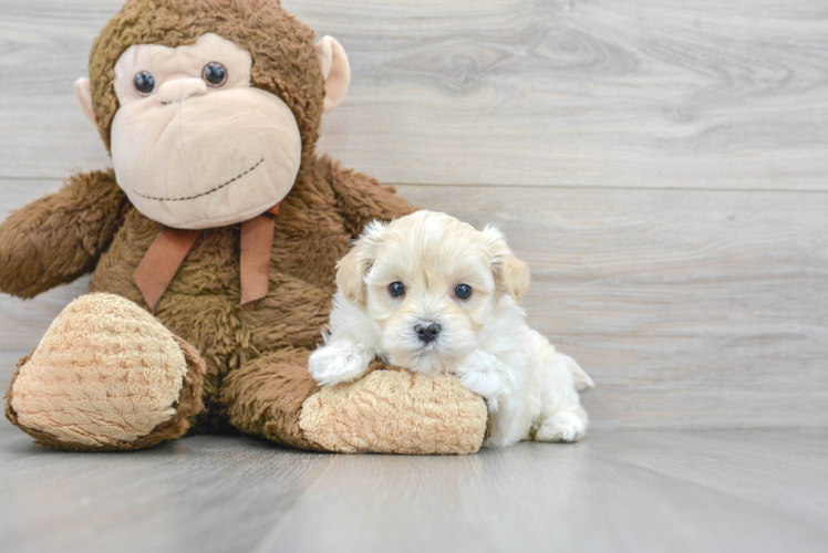 Maltipoo Pup Being Cute