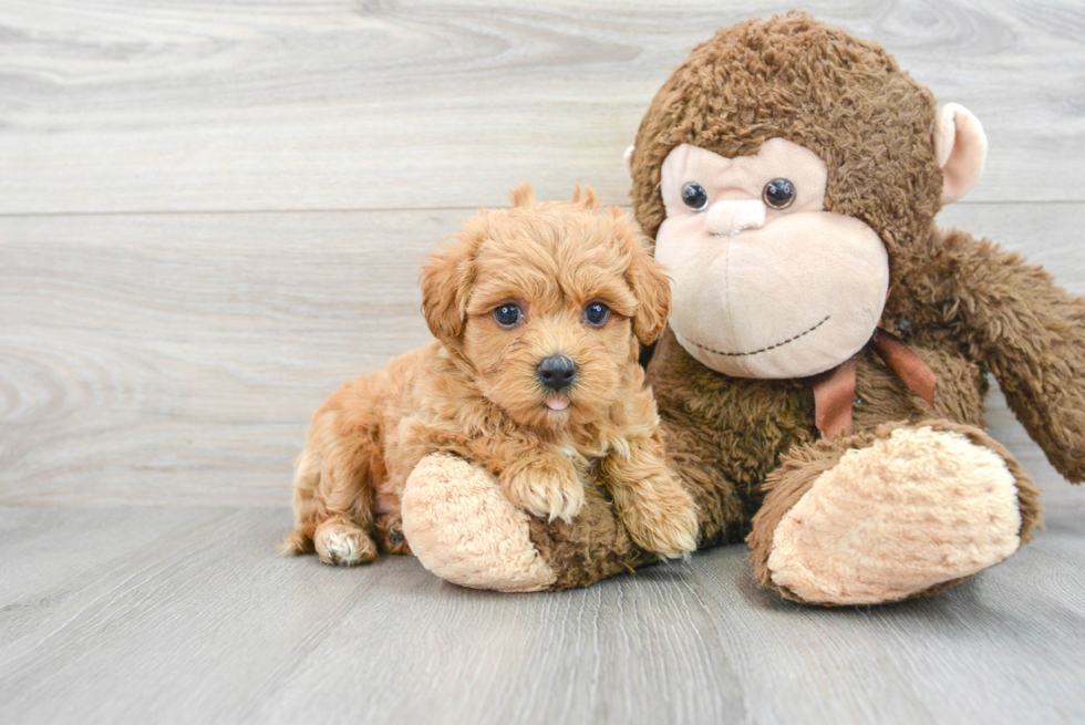 Hypoallergenic Maltepoo Poodle Mix Puppy