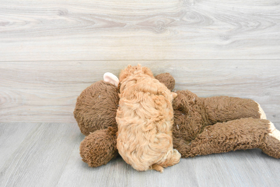 Fluffy Maltipoo Poodle Mix Pup