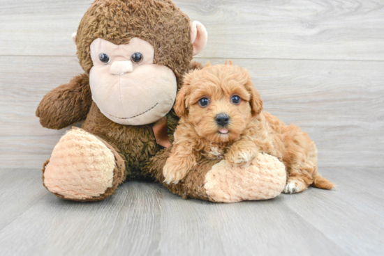 Maltipoo Pup Being Cute