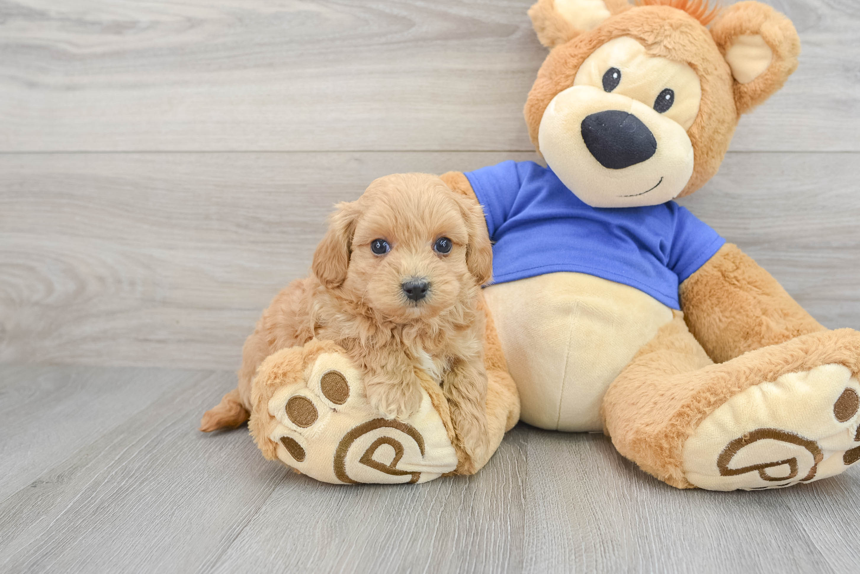 Best Maltipoo Baby