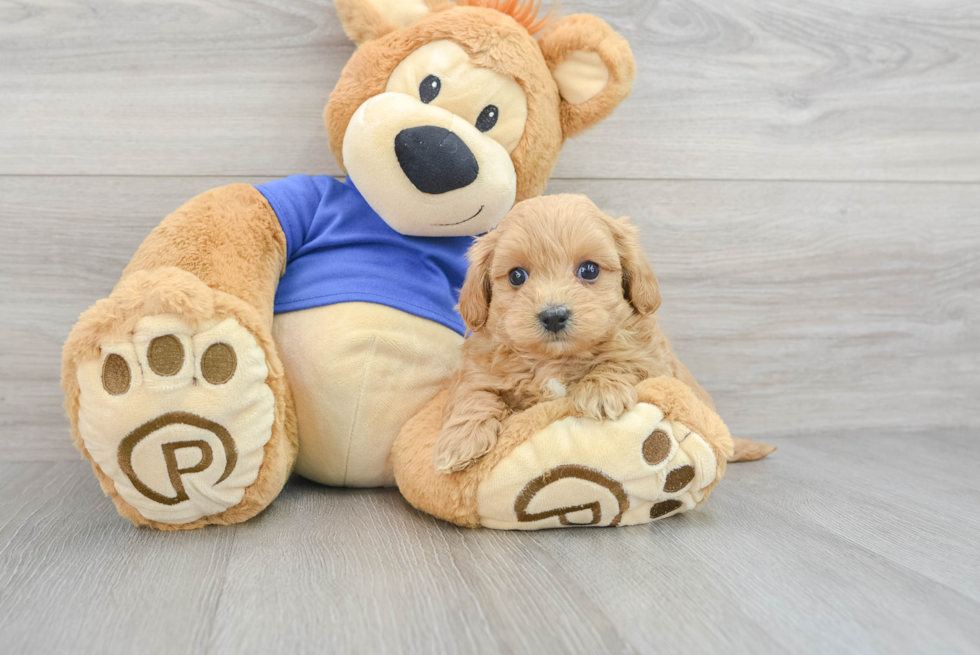 Maltipoo Pup Being Cute