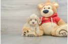 Maltipoo Puppy for Adoption