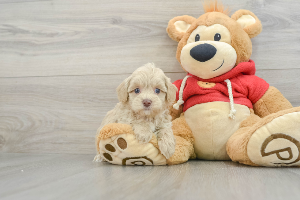 Maltipoo Puppy for Adoption