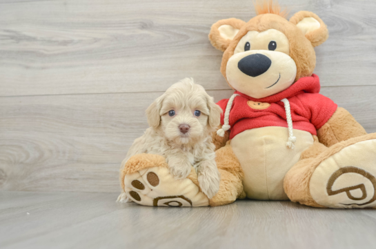 Maltipoo Puppy for Adoption