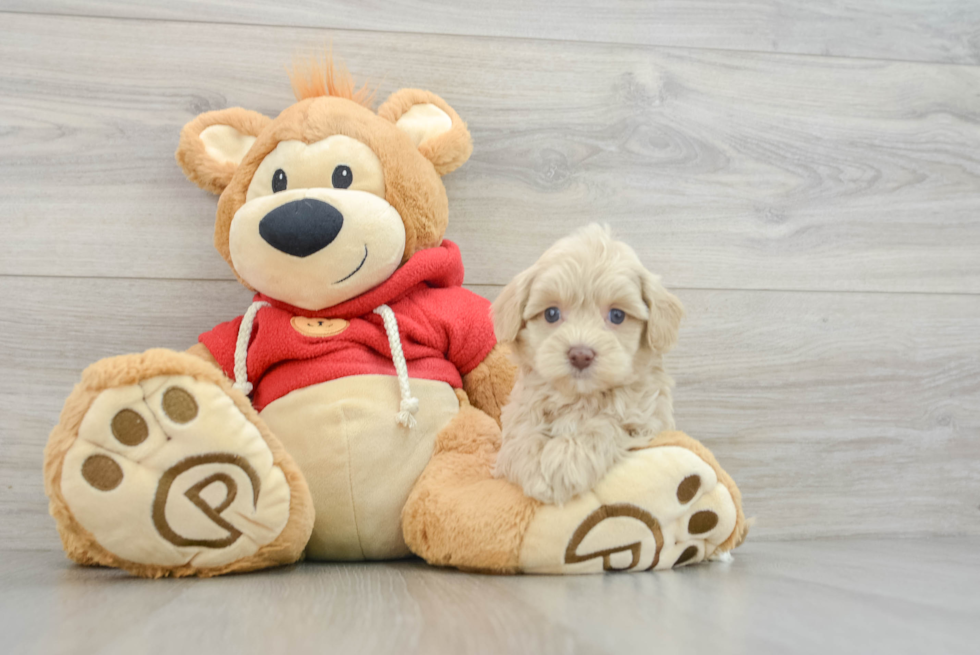 Best Maltipoo Baby