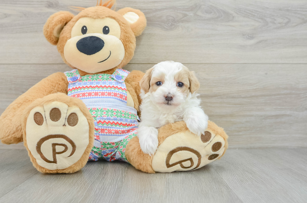 5 week old Maltipoo Puppy For Sale - Premier Pups