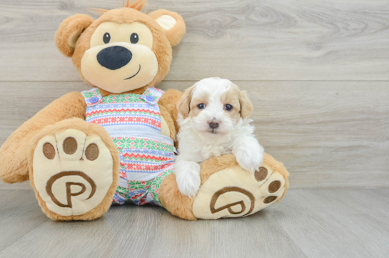 Hypoallergenic Maltepoo Poodle Mix Puppy