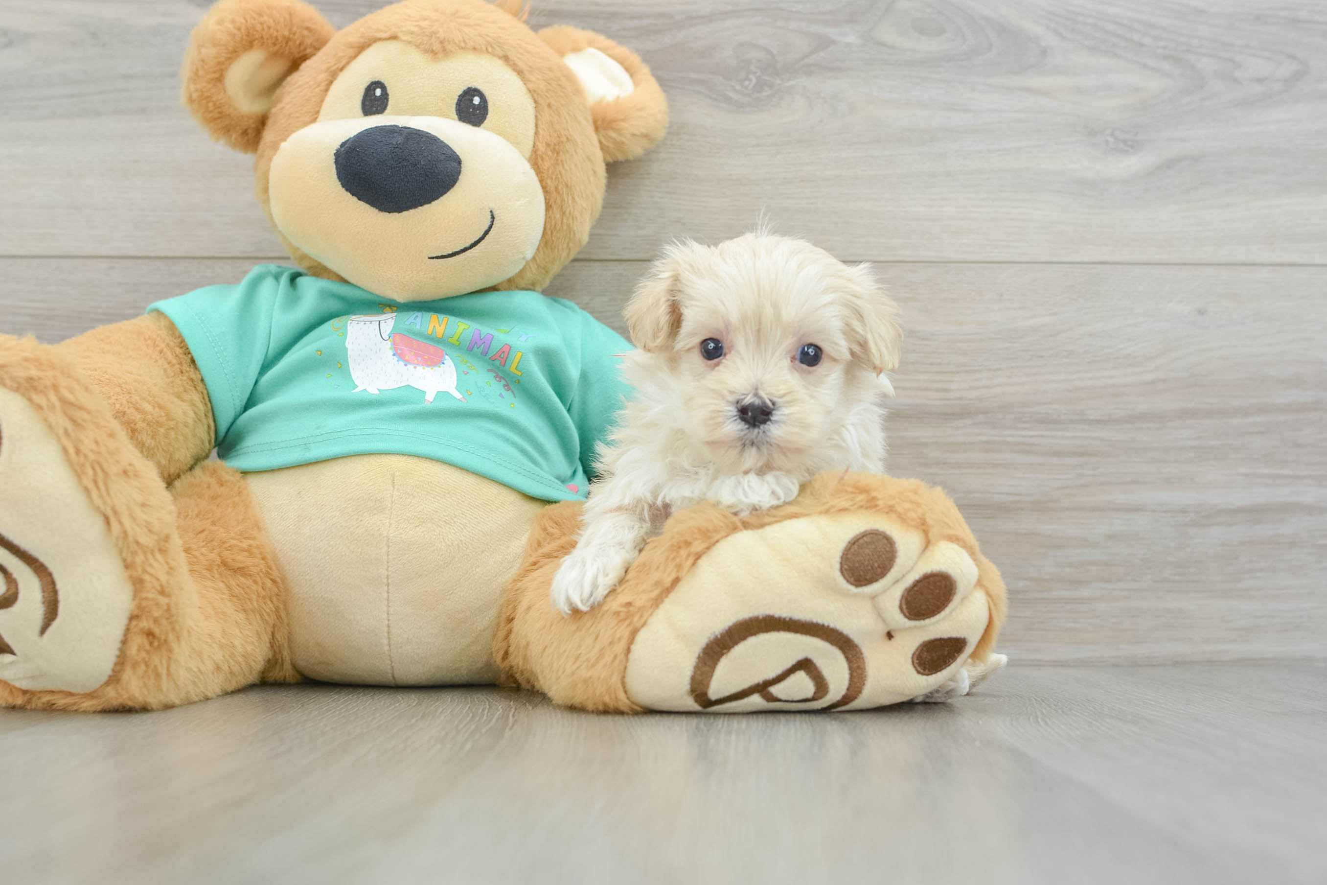 Friendly Maltipoo Baby