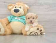 8 week old Maltipoo Puppy For Sale - Premier Pups