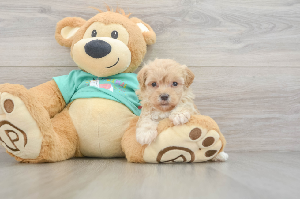6 week old Maltipoo Puppy For Sale - Premier Pups