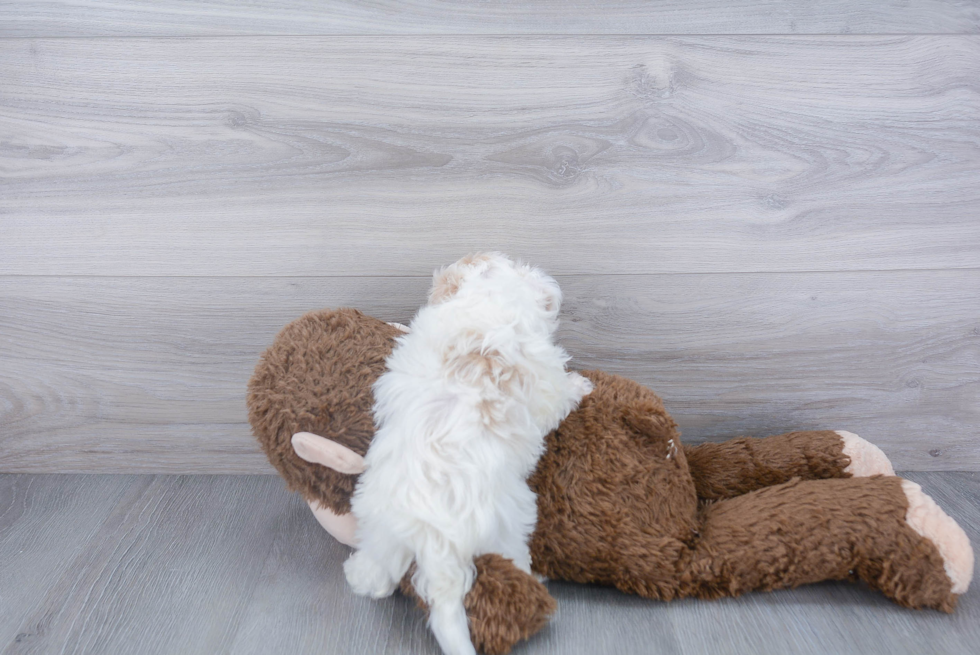 Maltipoo Pup Being Cute