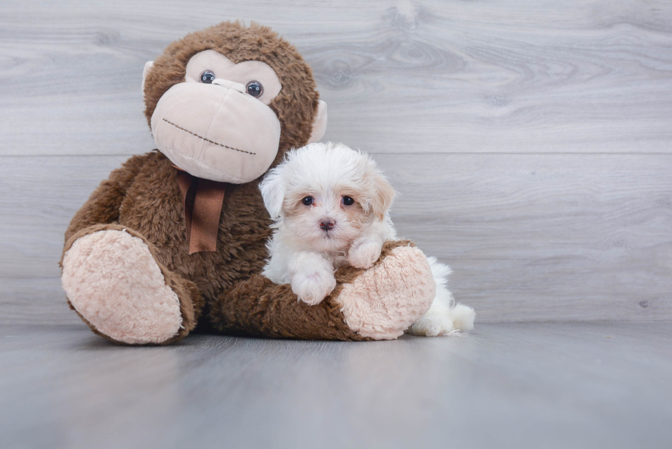 Sweet Maltipoo Baby