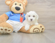 9 week old Maltipoo Puppy For Sale - Premier Pups