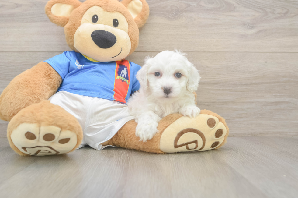 5 week old Maltipoo Puppy For Sale - Premier Pups