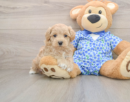 6 week old Maltipoo Puppy For Sale - Premier Pups