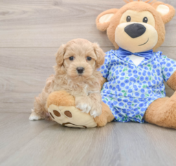 6 week old Maltipoo Puppy For Sale - Premier Pups