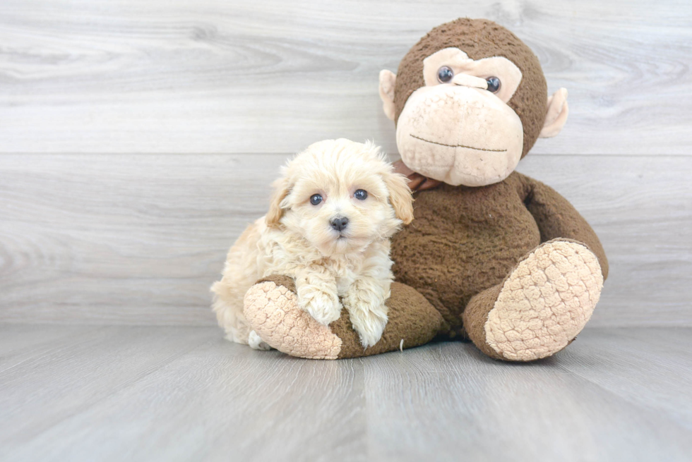 Maltipoo Puppy for Adoption