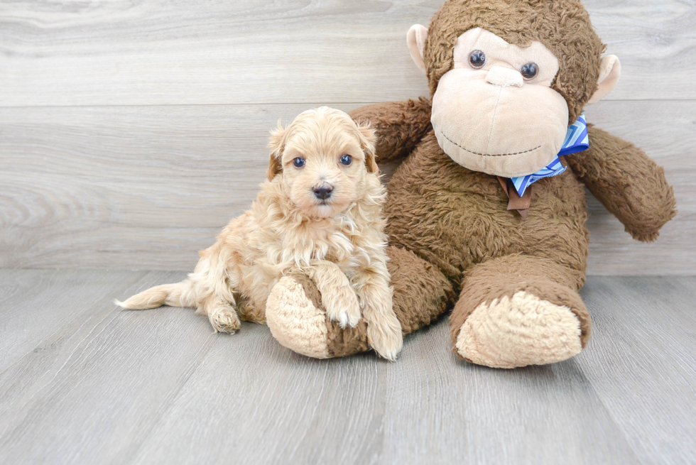 Smart Maltipoo Poodle Mix Pup