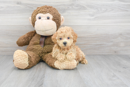 Little Maltepoo Poodle Mix Puppy