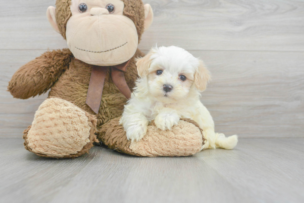 Small Maltipoo Baby