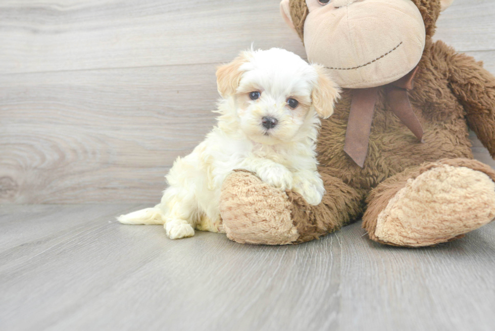 Little Maltese Poodle Poodle Mix Puppy