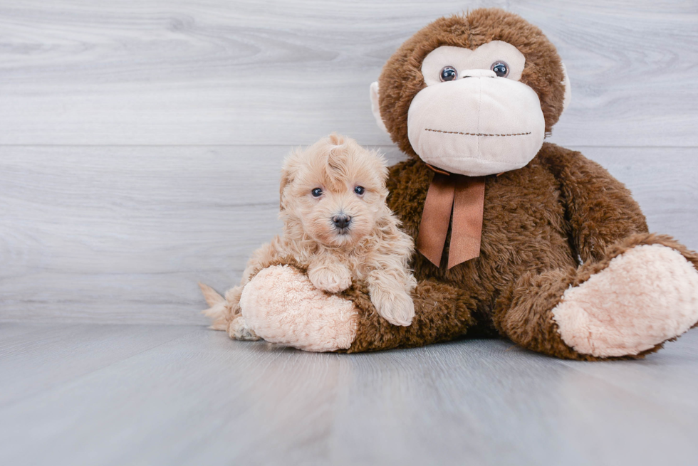 Maltipoo Pup Being Cute