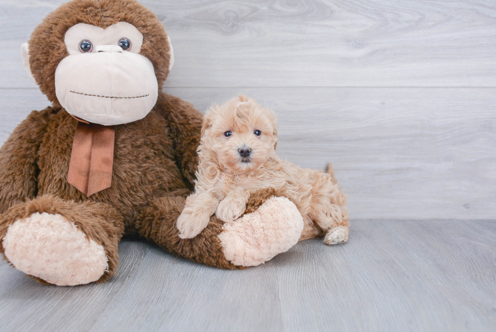 Adorable Maltepoo Poodle Mix Puppy