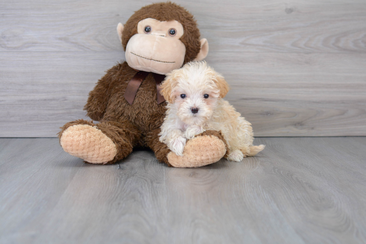 Maltipoo Puppy for Adoption