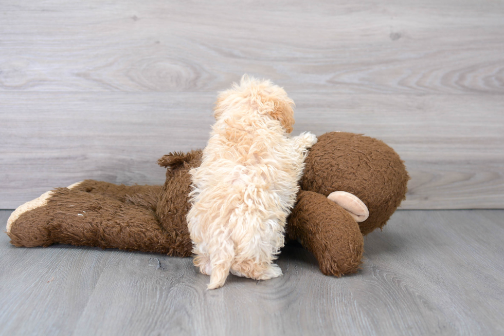 Hypoallergenic Maltese Poodle Poodle Mix Puppy