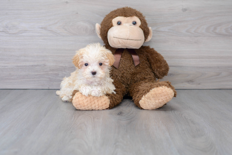 Maltipoo Puppy for Adoption