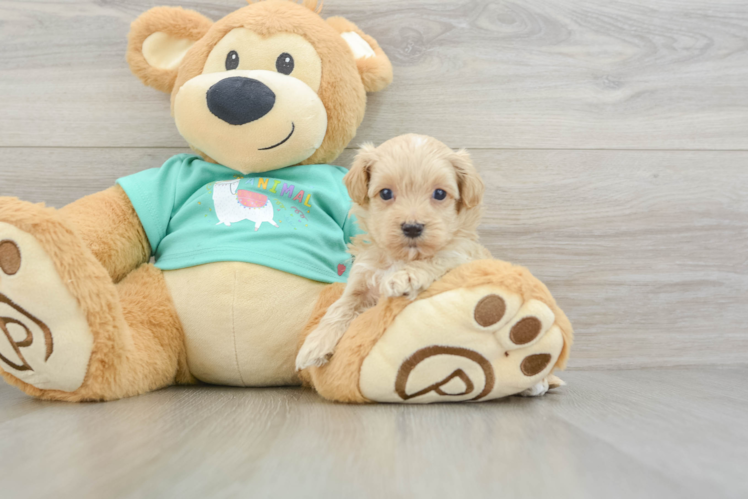 Playful Malt a Poo Poodle Mix Puppy