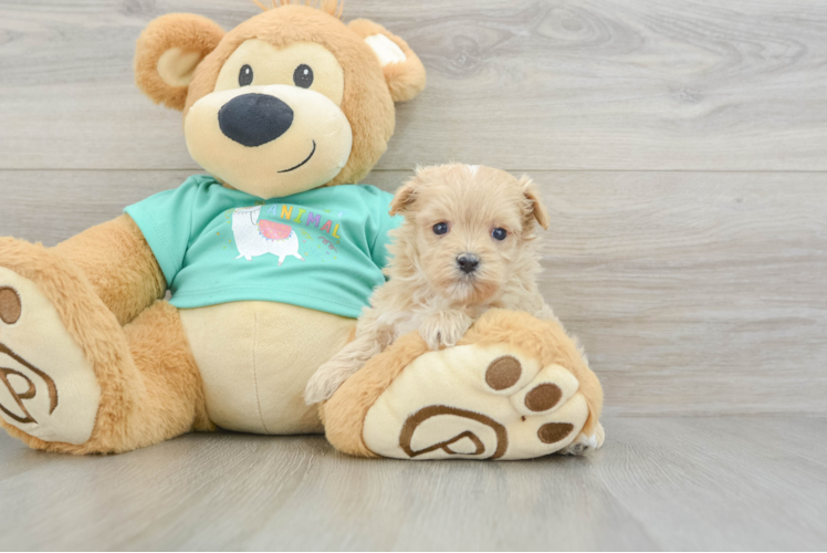 Maltipoo Puppy for Adoption