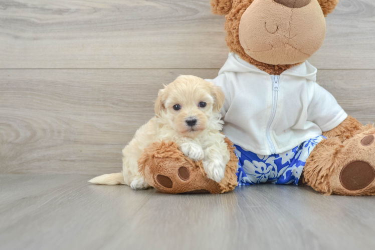 Energetic Maltidoodle Poodle Mix Puppy