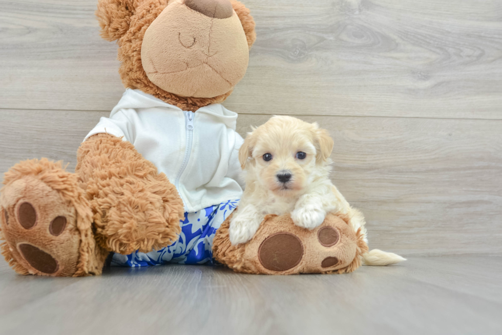 Maltipoo Pup Being Cute