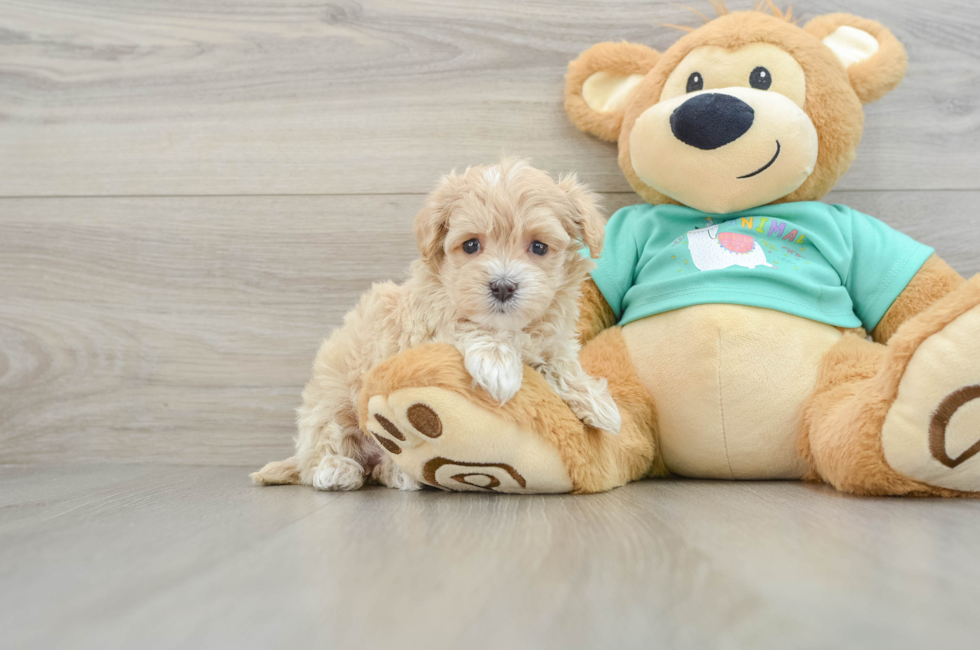 5 week old Maltipoo Puppy For Sale - Premier Pups