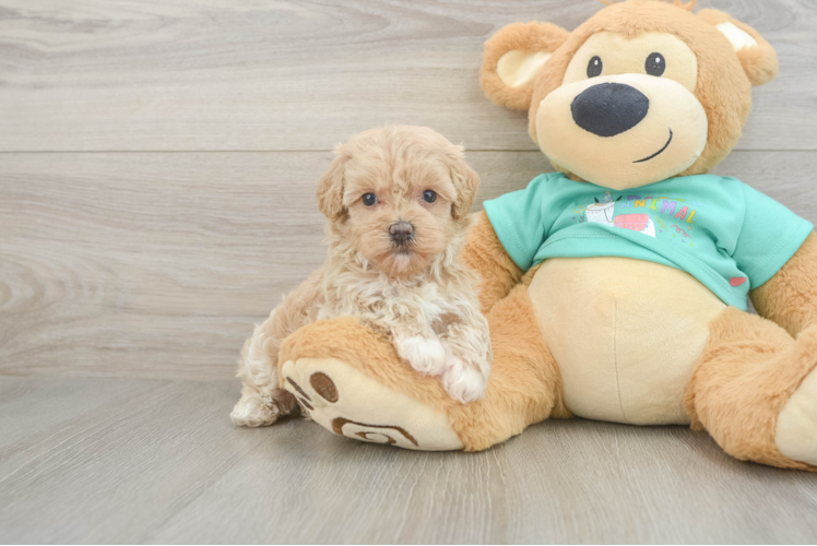 Little Maltidoodle Poodle Mix Puppy