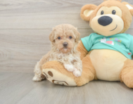 8 week old Maltipoo Puppy For Sale - Premier Pups