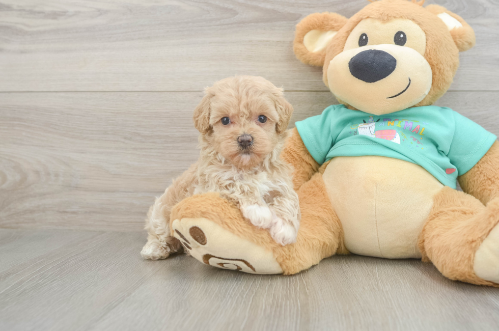 6 week old Maltipoo Puppy For Sale - Premier Pups