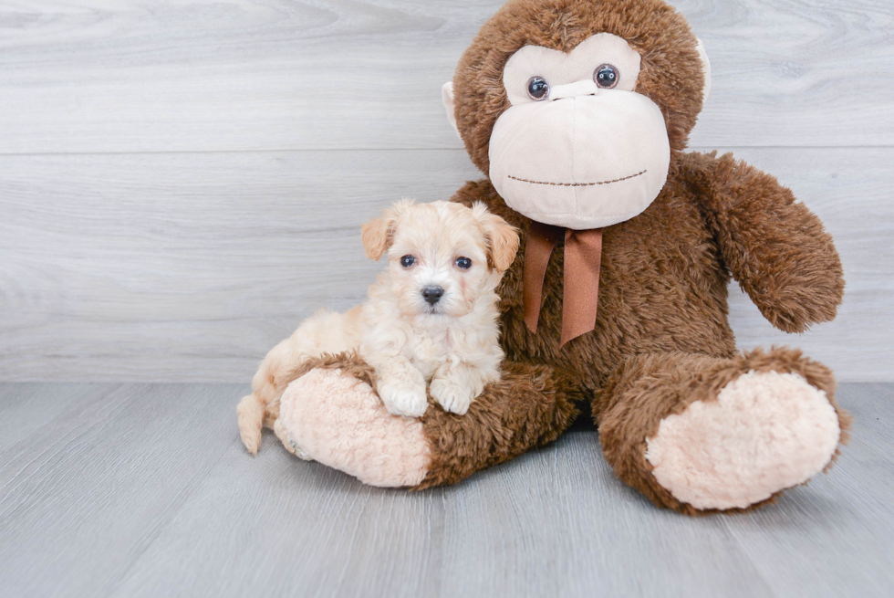 Maltipoo Pup Being Cute