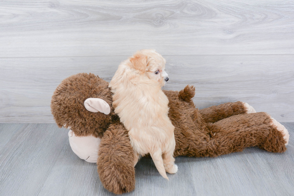 Petite Maltipoo Poodle Mix Pup