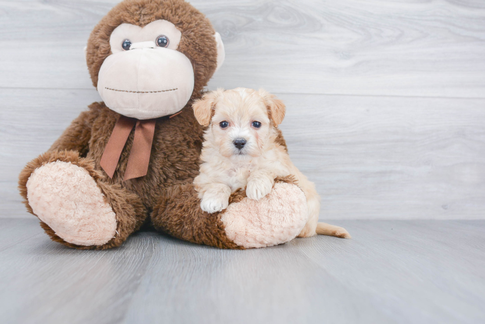 Maltipoo Puppy for Adoption