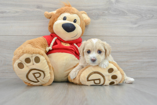 Little Maltepoo Poodle Mix Puppy