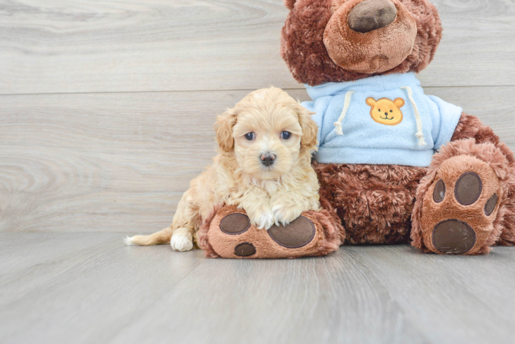 Best Maltipoo Baby