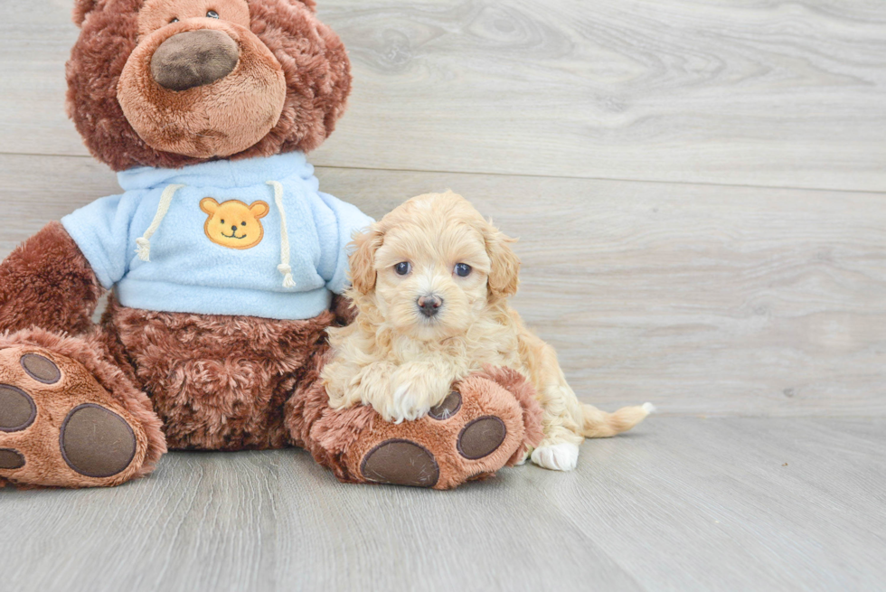 Smart Maltipoo Poodle Mix Pup