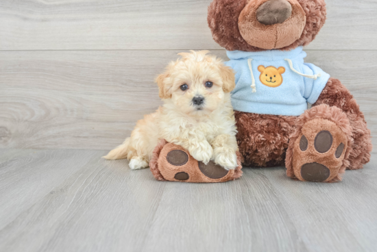 Maltipoo Puppy for Adoption