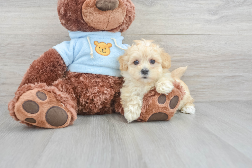 Popular Maltipoo Poodle Mix Pup