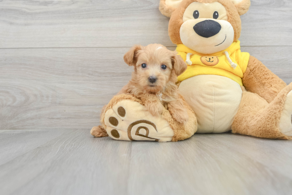 Sweet Maltipoo Baby