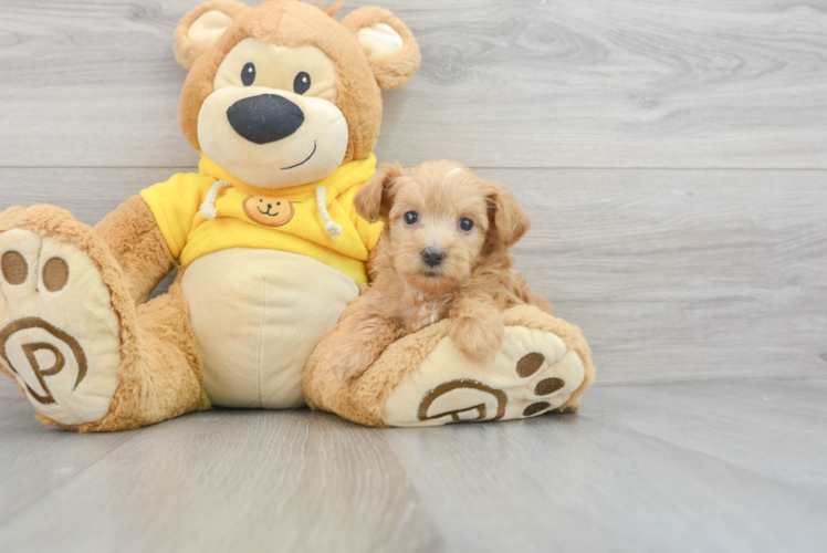 Hypoallergenic Maltepoo Poodle Mix Puppy