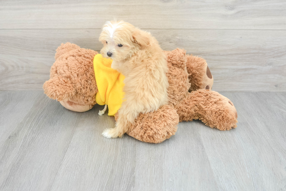 Maltipoo Pup Being Cute